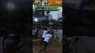 DVR Bulls Mahashivratri special #toneagri #dvrmemorialbulls #agriculture #shorts_ #ytshorts #agri