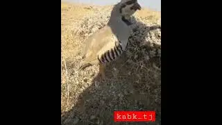 кабк чуча мастак