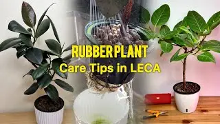 Plant Choir : Rubber Plant in LECA Care Tips