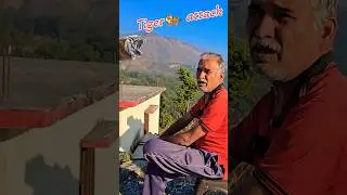 Tiger attack 🐅❗️ गांव में अटैक का कारण  #wildlife #viral