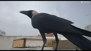 Crow&rsquo;s eating food #crows sound #nature