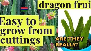 What in the world is happening to SJM's dragon fruits???