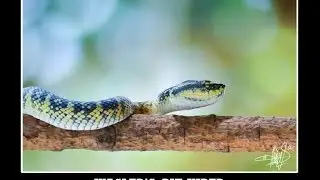 Wagler's Pit Viper -Sumatran Island-