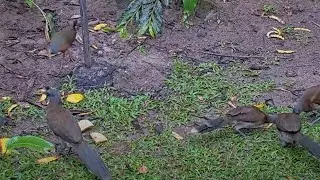 Chachalaca And Wood-Rail Face Off Beneath Fruit Feeder In Panama &ndash; Dec. 15, 2023
