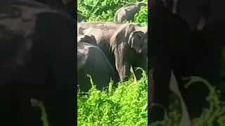 elephant udalguri paneri hathi bagw paneri baganw #SUBSCRIBE Narayon Daimari YouTube 2023