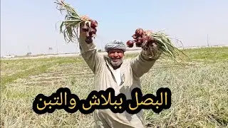 أعرف اسعار البصل والتبن من ارضه