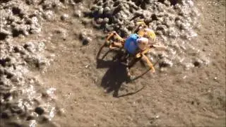 Blue Sand Crabs on Saratoga Island