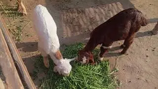Goats Eating Fresh Grass 🌿🌱☘️🍀🍃| Peaceful Village Farm Life | Nature Animals Video