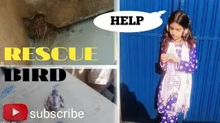 Rescue BIRD || bohot pareshan ta || I help him || @waniapatras95