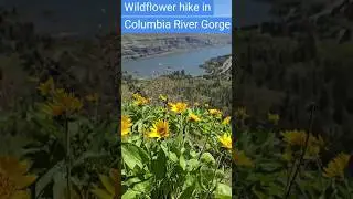 #columbiarivergorge #wildflowers #wildflowerhike #pnwhiking #oregon #kidfriendlytravel  #hiking
