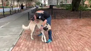 Zeus Anatolian Shepherd dog training