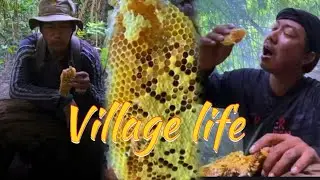 🌳 Real Forest Honey Hunting in Kampot | The Beauty of Nature and Bees