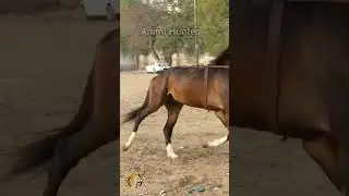 &ldquo;Beautiful Horse Warm-Up Before Powerful Run 🐎✨&rdquo;&ldquo;Calm Horse Warm  #youtubeshorts #viralvideo #horse