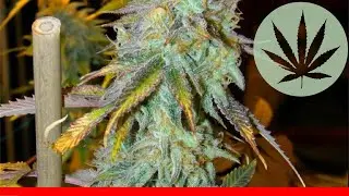 Space Cream - All About This Strain