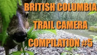 BC Trail Cam Comp #5 #trailcamera #trailcameras #trailcam #bc #britishcolumbia #wildlifevideos