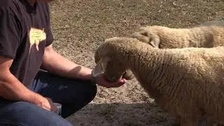 Endangered Sheep News Package