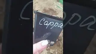 02052025//Томаты - разведчики перенесли похолодание//Калужская обл.,Ближайшее Подмосковье