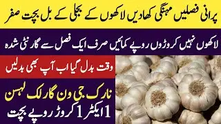 NARC G1 GARLIC seed for sale in Punjab Pakistan|نارک جی ون گارلک لہسن کا بیج
