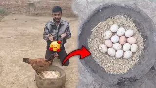 Our Pure Asil Hen Started Brooding 🥰 | Pet's vlogs ❤️ @shehrmaindihat 