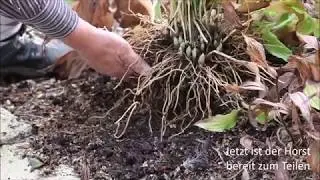 Das Teilen von winterharten Frauenschuh-Orchideen (HD)