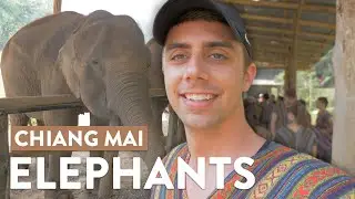 The BEST place to see ELEPHANTS in Chiang Mai!!