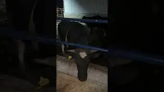 Angus Doğum Takibi, Rota,Akıllı yem #angus #cow #besi #gebedüve  #simental #rotayem #akıllıyem