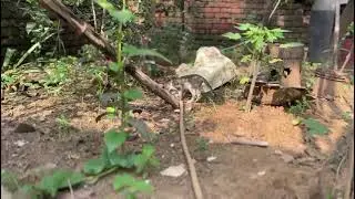Tow cats fight over one rat (cats dining cats thing prat 3)