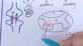 #physiology guyton 46,synapses, Function, types of synapses, Anatomy of synapse,role of Ca++#medical