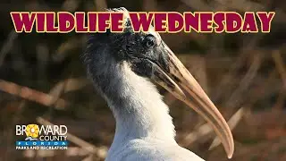 Wood Stork | Wildlife Wednesday | Broward County Parks