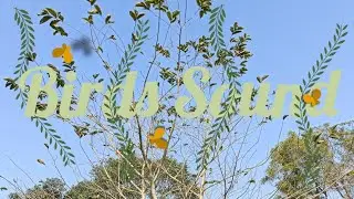 Birds Sound 🦜🦚 Between 🌿Nature🌿 In 4K........