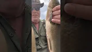 The elusive Bowfin! very rare catch in North New Jersey! Dinosaur fish!