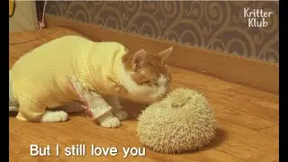 This Cat Is Curious About Dating A Hedgehog | Kritter Klub