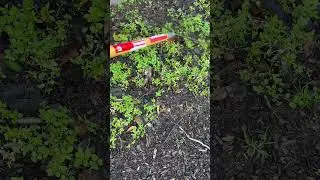 Самый простой способ прополоть сад (без химикатов)