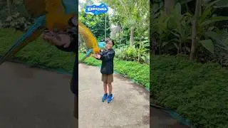 Meet the Blue and Yellow Macaw | Fun Colorful Parrot for Kids with Hunter