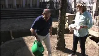 Gernikako arbola, egoera kezkagarrian
