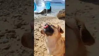 how long is her tongue 👅😝 🐶 #egypt #redsea #sharm #gopro #120fps #dive_with_irina #divewithirina