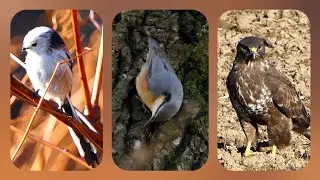 Schwanzmeisen, Kleiber, Mäusebussard und andere Vogelbeobachtungen in der 1. Novemberwoche 