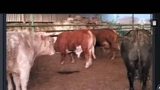 Engorda en 110 días.con un peso de 590 kg.