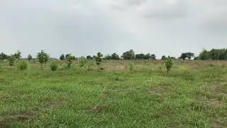Green Field (Landscape View) Myanmar-Burma