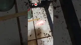 Insecticida EcoFum - SI VES UNA CUCARACHA EN T&Uacute; CASA, SEGURAMENTE HAY M&Aacute;S.