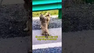 Эти два сурка, дерущиеся на шоссе, такие милые #шорты