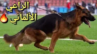 / 🇲🇦🔥معرض الراعي الألماني في المغرب / Exposition du Berger Allemand / german shepherd