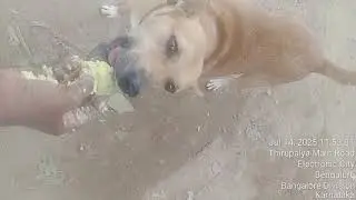 SPECIAL STRAY KIDS, NEEDED TO BE HAND FEEDING#dog#dogs#viral#viralvideo#trending#viralshorts#cute