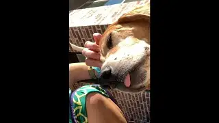 Linkle loves dogs too🐶💚🩵