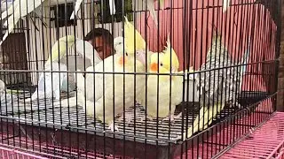 Erragadda Sunday market #market #erragaddamarket #animals #birds #pets 