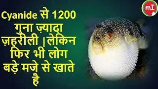 What&rsquo;s Inside a PUFFER Fish ? | How Dangerous is  Nature's Greatest Artist  ?   🐡🖼️ Do You Know ?