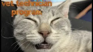 A Purrfect Peek at the Veterinary Technician Program