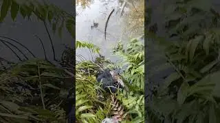 Sebelum ketemu babon#fypシ #fishing #video #mancing #videoshort #shorts