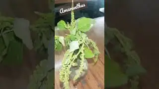 Amaranthus (lathjeera) family Amaranthaceae   #bscbotany #shorts #viral #shortvideos @research_scholar_lb