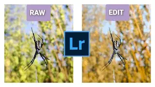 Spider Photo Editing With Background Colour Change in Lightroom Mobile | Mobile Photography